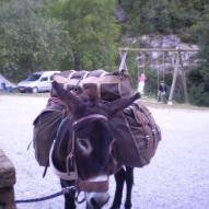 Balades à dos d'âne