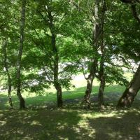 Ombres d' été... La fraîcheur du sous-bois, vous invite à écouter les oiseaux ou avec un peu de chance, de voir passer, un joli écureuil tout roux... Il parait que de voir un écureuil est bon signe et porte bonheur