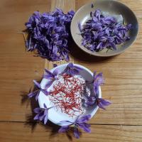 Production de safran