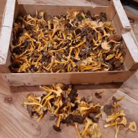 Notre récolte de chanterelles